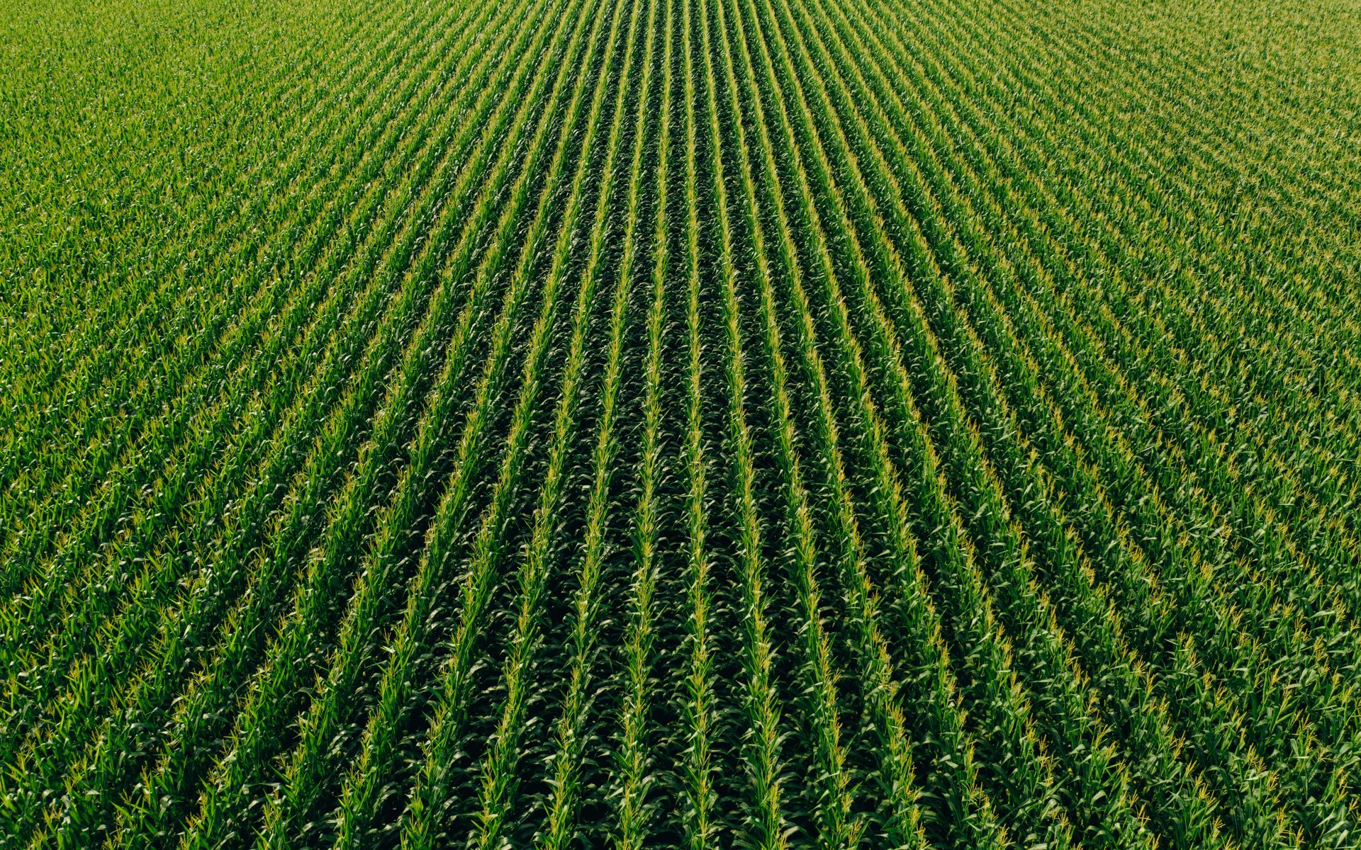 Rows of green crops across a South African farm