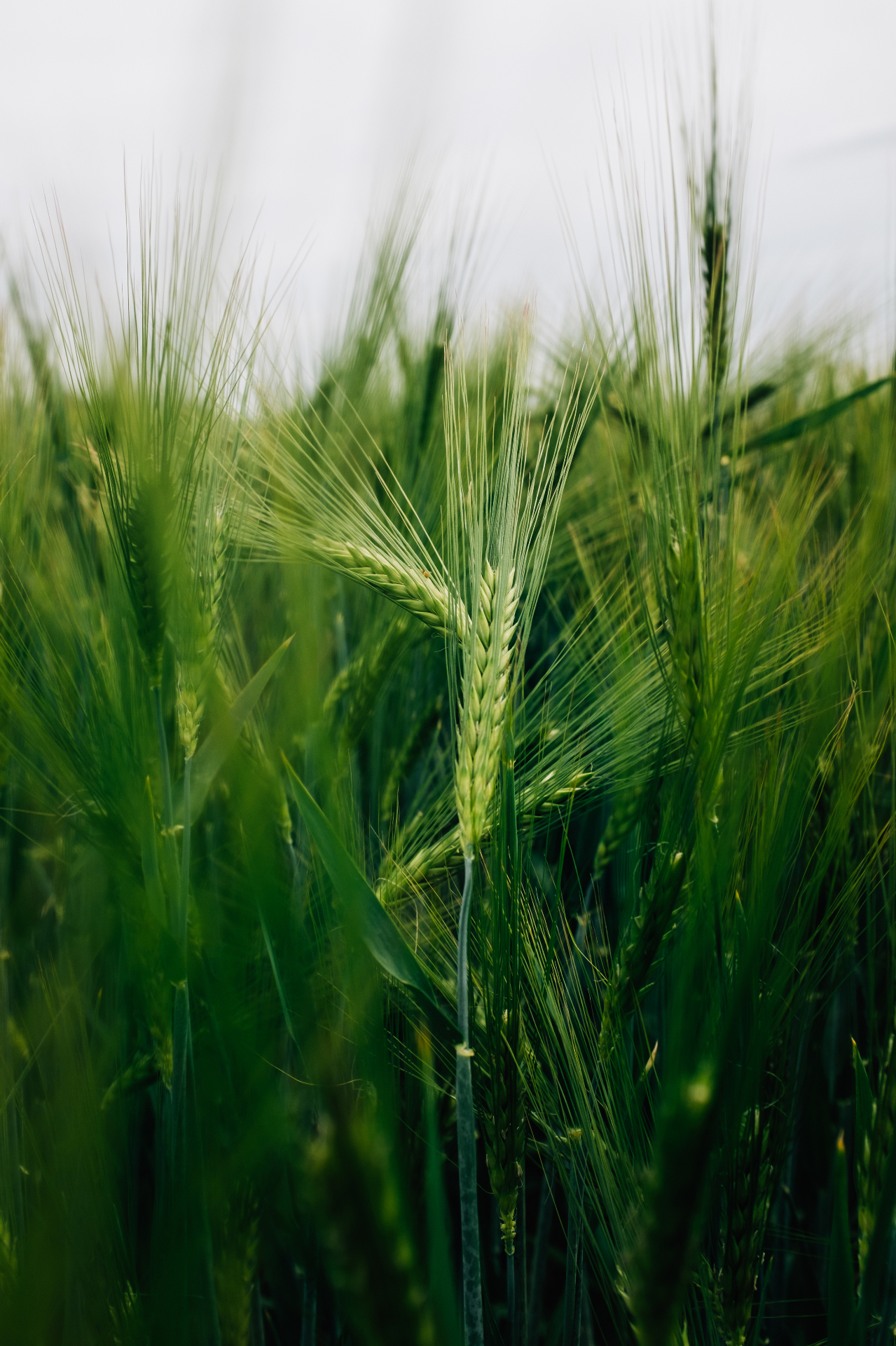 Close-up of green wheat in a South African field